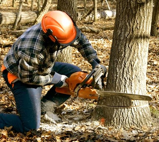 Tree Removal in Dahlgren, VA